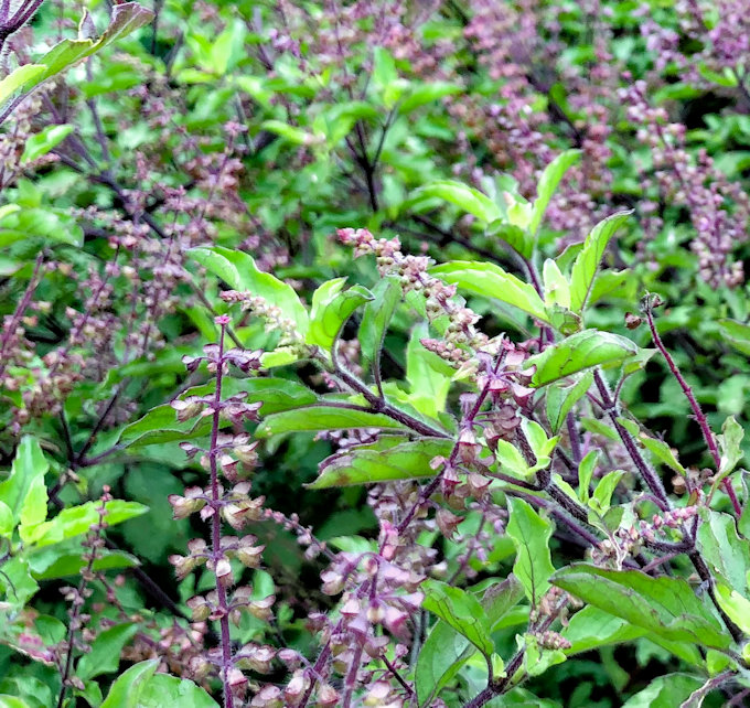 Pesto